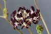 <em>Pelargonium auritum subsp auritum</em>